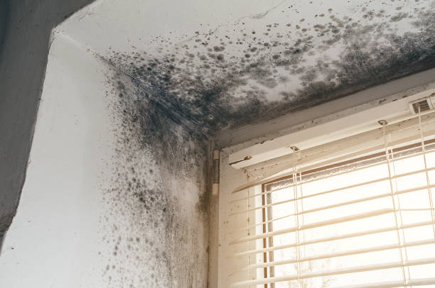 Affordable Mold Cleanup solutions in South Hackensack, NJ